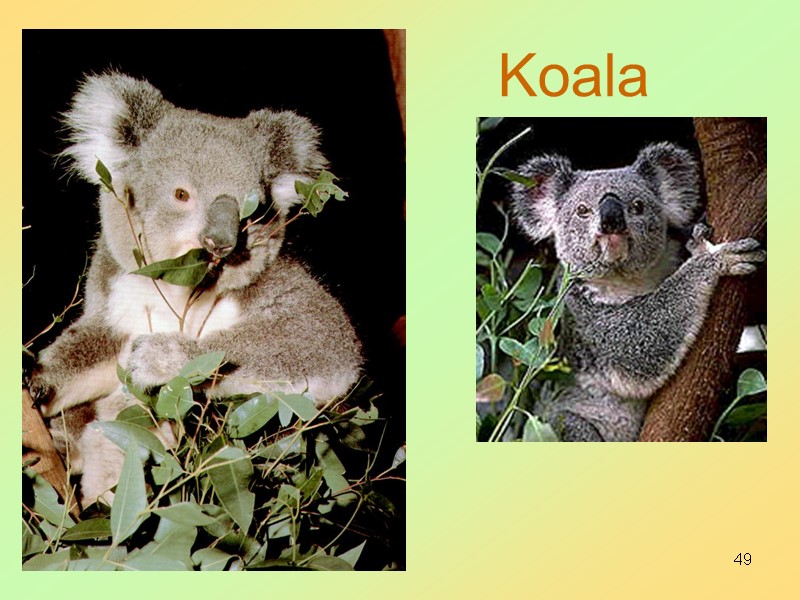 49 Koala